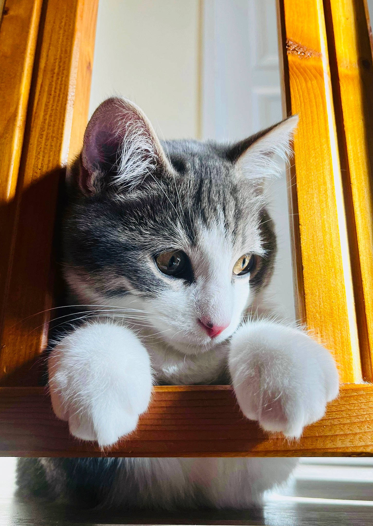 Leon participe au concours pour gagner de l'argent avec cette photo : box, carnivore, cat, claw, comfort, domestic_short_haired_cat, eye, felidae, fur, hardwood, paw, sitting, small_to_medium_sized_cats, snout, tail, whiskers, window, wood