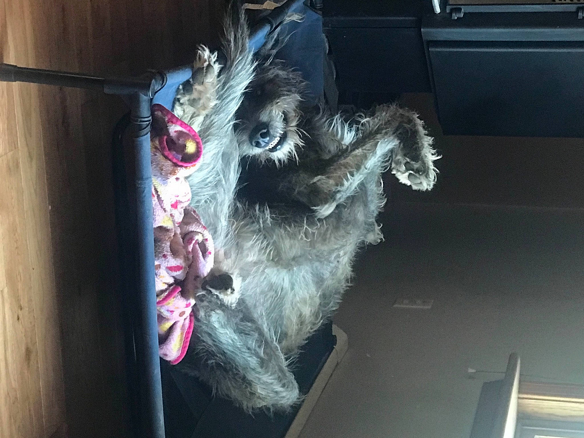 Finley is registered to the contest to win money with this photo: action_figure, art, canidae, claw, costume, dragon, feather, felidae, fictional_character, fur, mythical_creature, room, small_to_medium_sized_cats, snout, sporting_group, tail, toy, visual_arts, whiskers, wing