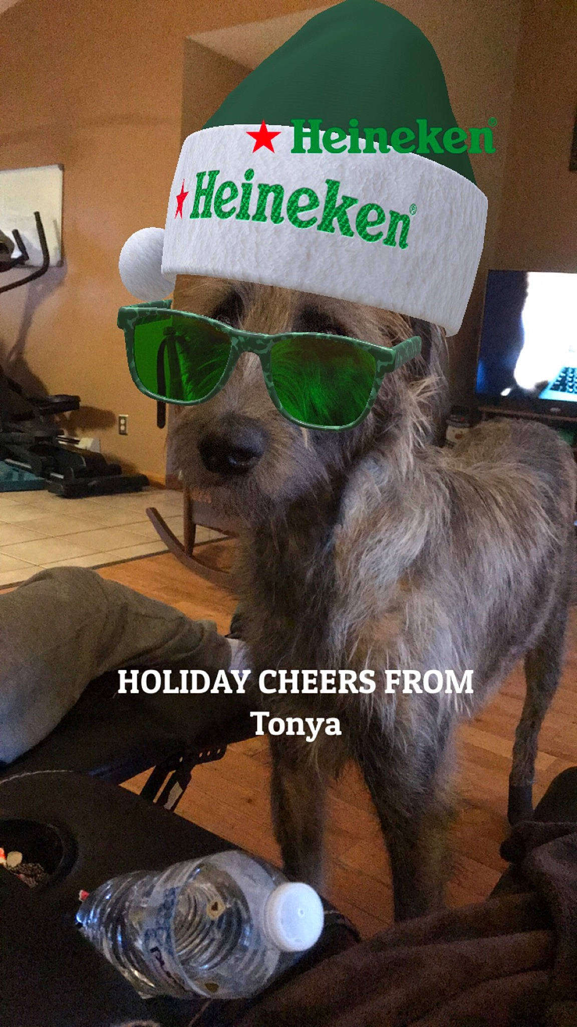 Finley is registered to the contest to win money with this photo: beard, canidae, cap, carnivore, collar, companion_dog, dog, dog_breed, dog_collar, eyewear, fashion_accessory, fur, glasses, liver, personal_protective_equipment, selfie, snout, sporting_group, sunglasses, working_animal