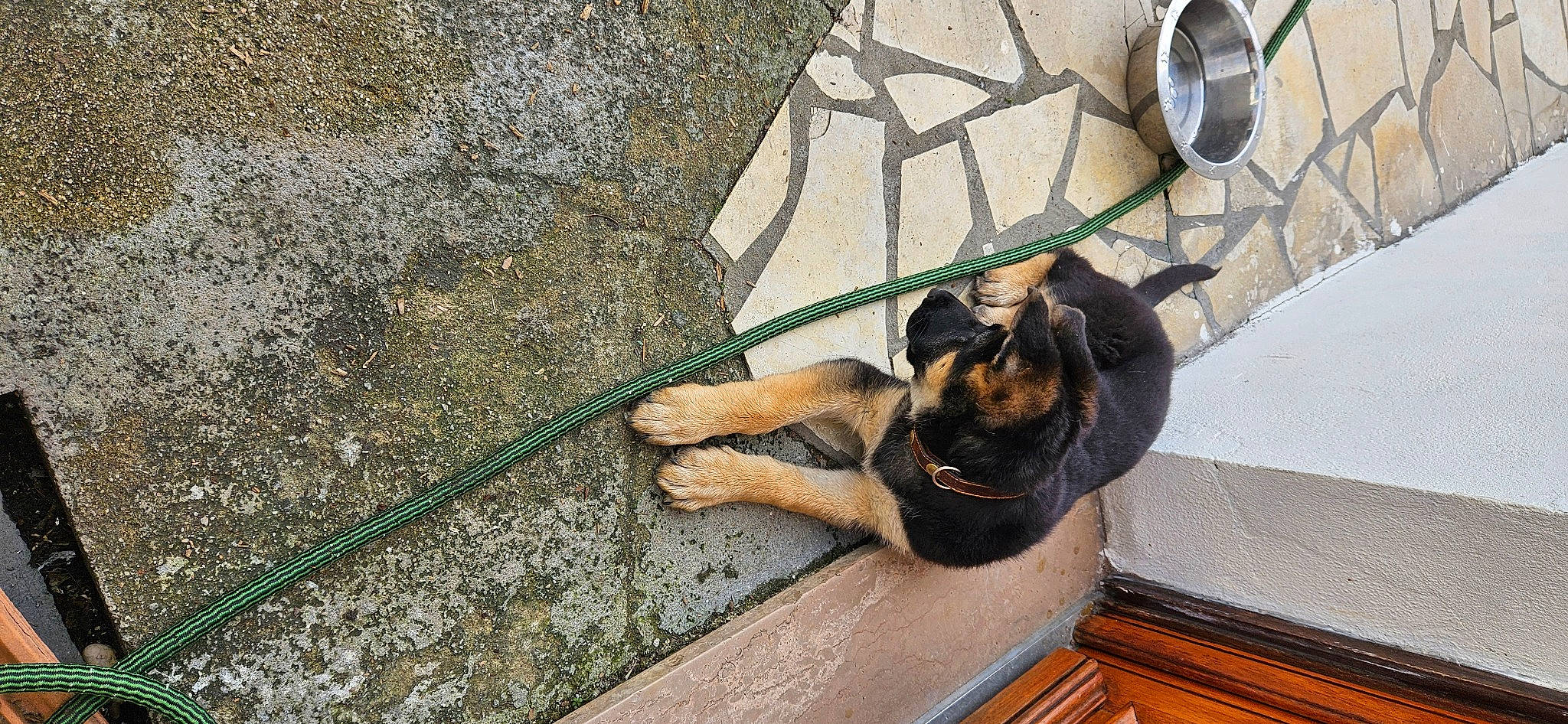 Vicky participe au concours pour gagner de l'argent avec cette photo : canidae, carnivore, collar, companion_dog, dog, dog_breed, fawn, felidae, fur, guard_dog, leash, metal, pet_supply, snout, sporting_group, tail, terrestrial_animal, wood, working_animal, working_dog