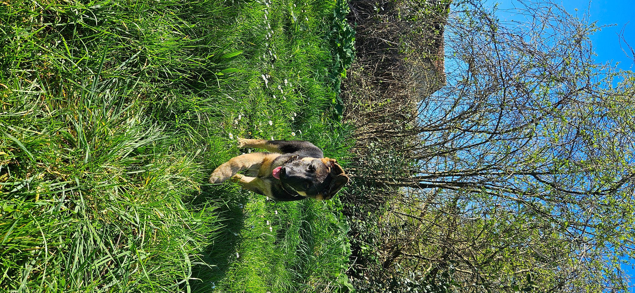 Vicky a rejoint le concours — aidez-le/la à gagner de superbes lots ! carnivore, dog, dog_breed, fawn, forest, grass, groundcover, jungle, natural_landscape, people_in_nature, plant, shrub, sky, soil, terrestrial_animal, terrestrial_plant, tree, trunk, wildlife, working_animal