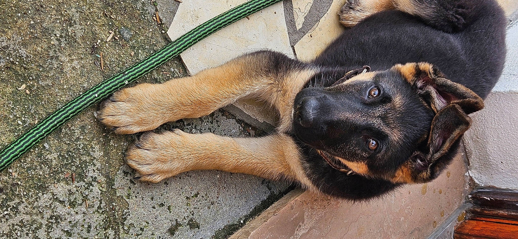 Vicky a rejoint le concours — aidez-le/la à gagner de superbes lots ! canidae, carnivore, comfort, companion_dog, dog, dog_breed, fawn, foot, fur, guard_dog, paw, snout, sporting_group, street_dog, tail, terrestrial_animal, whiskers, wildlife, wood, working_animal