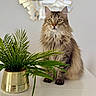 cat, fluffy, indoor, plant, potted_plant, greenery, golden_pot, mirror, sunburst_mirror, white_surface, feline, pet, domestic_animal, decor, reflection, fur, eyes, table, still_life, portrait