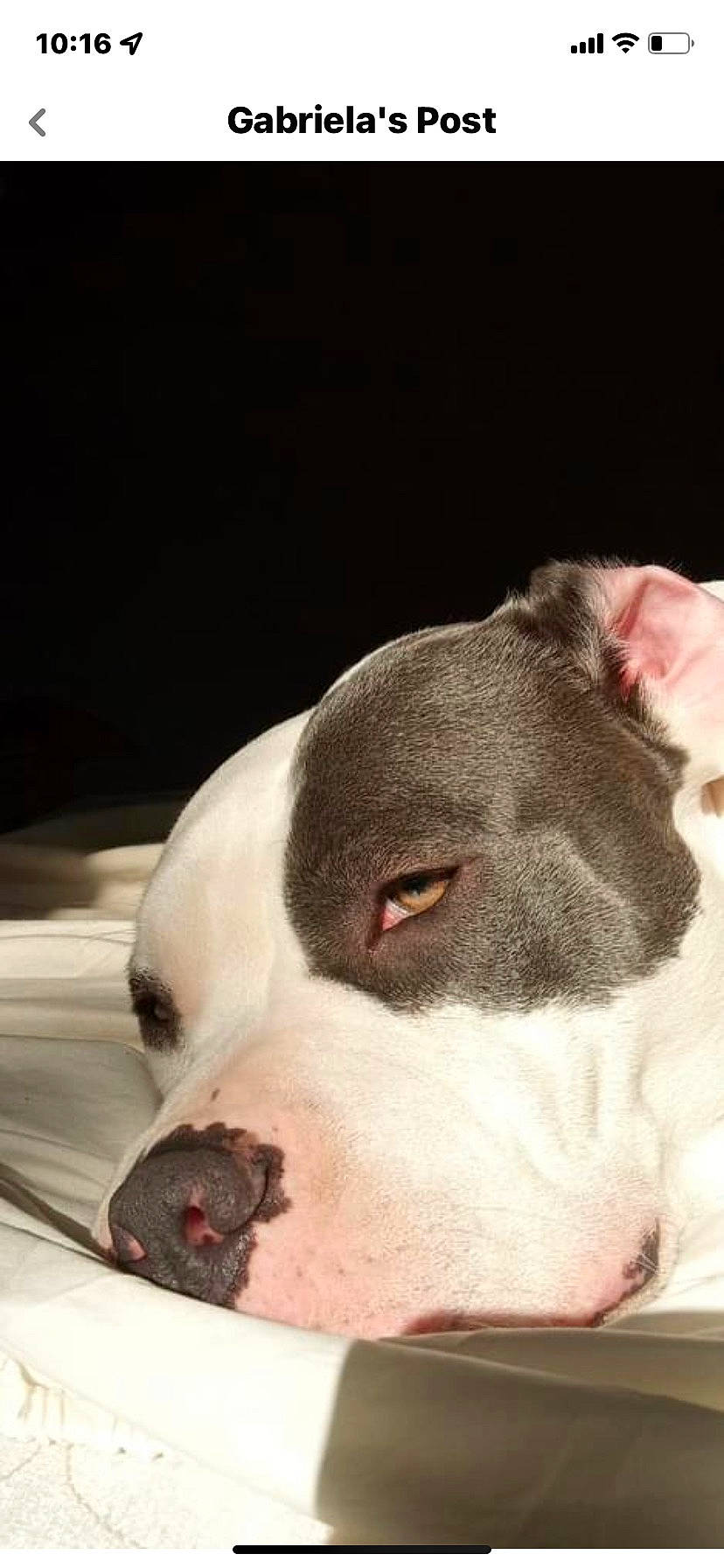 Kilo is registered to the contest to win money with this photo: bull_terrier, bull_terrier_miniature, canidae, carnivore, collar, comfort, companion_dog, dog, dog_breed, dog_collar, fawn, liver, nap, non_sporting_group, pet_supply, snout, sporting_group, terrestrial_animal, whiskers, working_animal