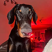 Björn participe au concours pour gagner de l'argent avec cette photo : bedroom, black_and_tan, black_fur, blanket, brown_eyes, canine, close_up, doberman, dog, floppy_ears, home, indoor, nose, pet, photography, portrait, red_lighting, short_coat, sitting, tan_markings