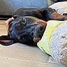 dog, doberman, lying_down, floor, plush_toy, indoor, pet, resting, close_up, animal, brown, black, nose, ears, furniture, couch, cozy, calm, relaxed, toy