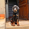 dog, doberman, puppy, sitting, doorway, stairs, sunlight, outdoor, pet, canine, brown, black, collar, steps, wooden_door, house_entrance, cute, young, animal, portrait