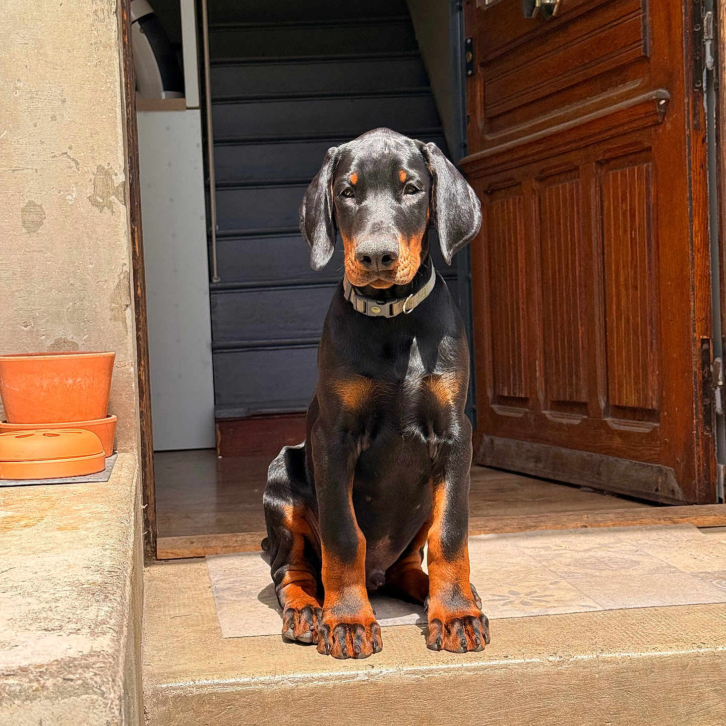 Björn a rejoint le concours — aidez-le/la à gagner de superbes lots ! dog, doberman, puppy, sitting, doorway, stairs, sunlight, outdoor, pet, canine, brown, black, collar, steps, wooden_door, house_entrance, cute, young, animal, portrait