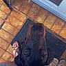 Björn a rejoint le concours — aidez-le/la à gagner de superbes lots ! dog, black_dog, looking_up, person, denim_shorts, footwear, sandals, sneakers, doorstep, door, floor_tiles, doormat, indoors, pet, companion, waiting, curious, close_up, top_down_view, casual