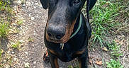 Björn a rejoint le concours — aidez-le/la à gagner de superbes lots ! dog, doberman, puppy, outdoor, path, rocks, grass, greenery, animal, pet, sitting, looking_up, collar, ears, snout, brown, black, nature, young_dog, canine