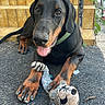 doberman, puppy, dog, toy, plush_toy, raccoon_toy, black_dog, brown_markings, pet, playful, tongue_out, steps, tiles, mat, outdoor, green_collar, animal, canine, young_dog, resting