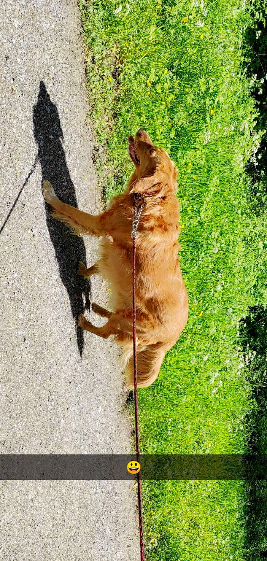 Bandy a rejoint le concours — aidez-le/la à gagner de superbes lots ! canidae, carnivore, collar, companion_dog, dog, dog_breed, fawn, felidae, grass, leash, plant, road_surface, shadow, small_to_medium_sized_cats, snout, sporting_group, tail, tree, wood, working_animal