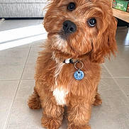 Rio is registered to the contest to win money with this photo: dog, puppy, fluffy, curly_hair, brown_fur, white_patch, collar, tag, indoor, tile_floor, pet, cute, animal, portrait, sitting, looking_up, home, furniture, light, adorable