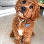 dog, puppy, fluffy, curly_hair, brown_fur, white_patch, collar, tag, indoor, tile_floor, pet, cute, animal, portrait, sitting, looking_up, home, furniture, light, adorable