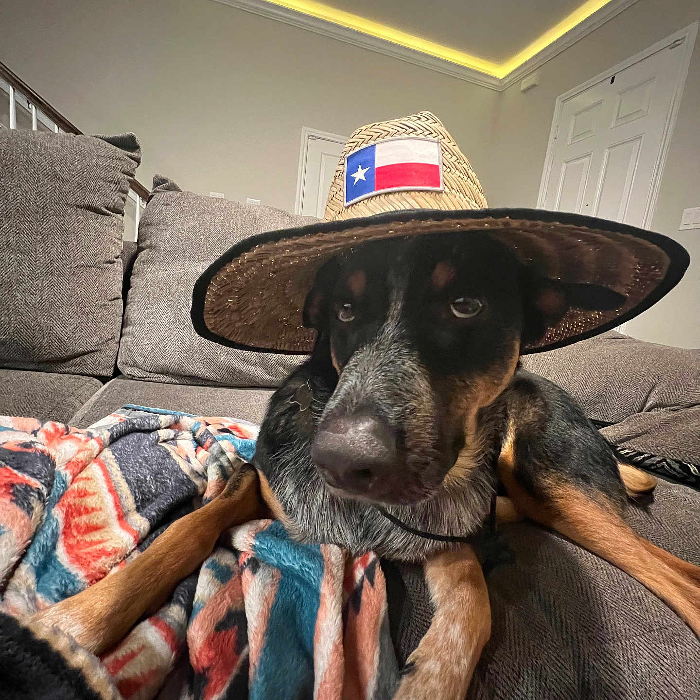 Ty Ty joined the competition — help win amazing prizes! animal, architecture, building, canine, clothing, couch, dog, face, furniture, hat, head, homedecor, hound, indoors, livingroom, person, pet, puppy, room, sunhat