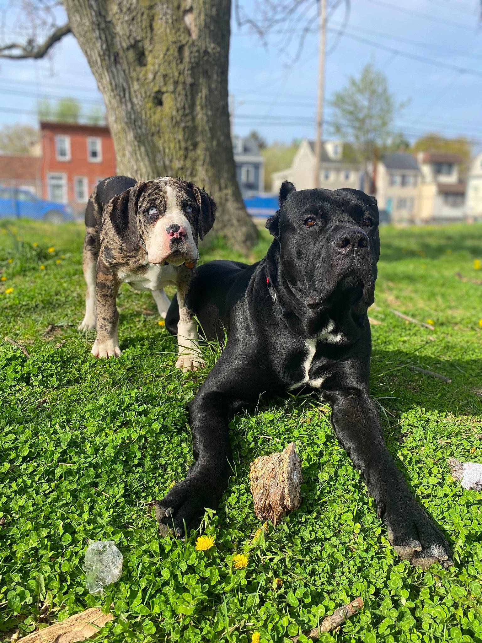 Tallulah Waterfall joined the competition — help win amazing prizes! canidae, carnivore, collar, companion_dog, dog, dog_breed, fawn, garden, grass, grassland, groundcover, guard_dog, plant, shrub, sky, sporting_group, tail, terrestrial_animal, tree, working_animal