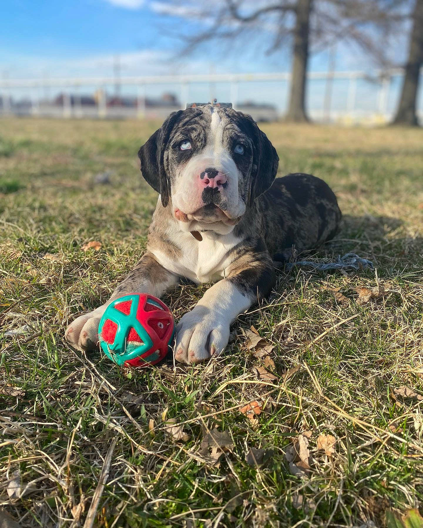 Tallulah Waterfall is registered to the contest to win money with this photo: ball, canidae, carnivore, cloud, companion_dog, dog, dog_breed, fawn, football, grass, grassland, plant, sky, snout, soccer_ball, sporting_group, sports_equipment, sports_toy, toy, tree