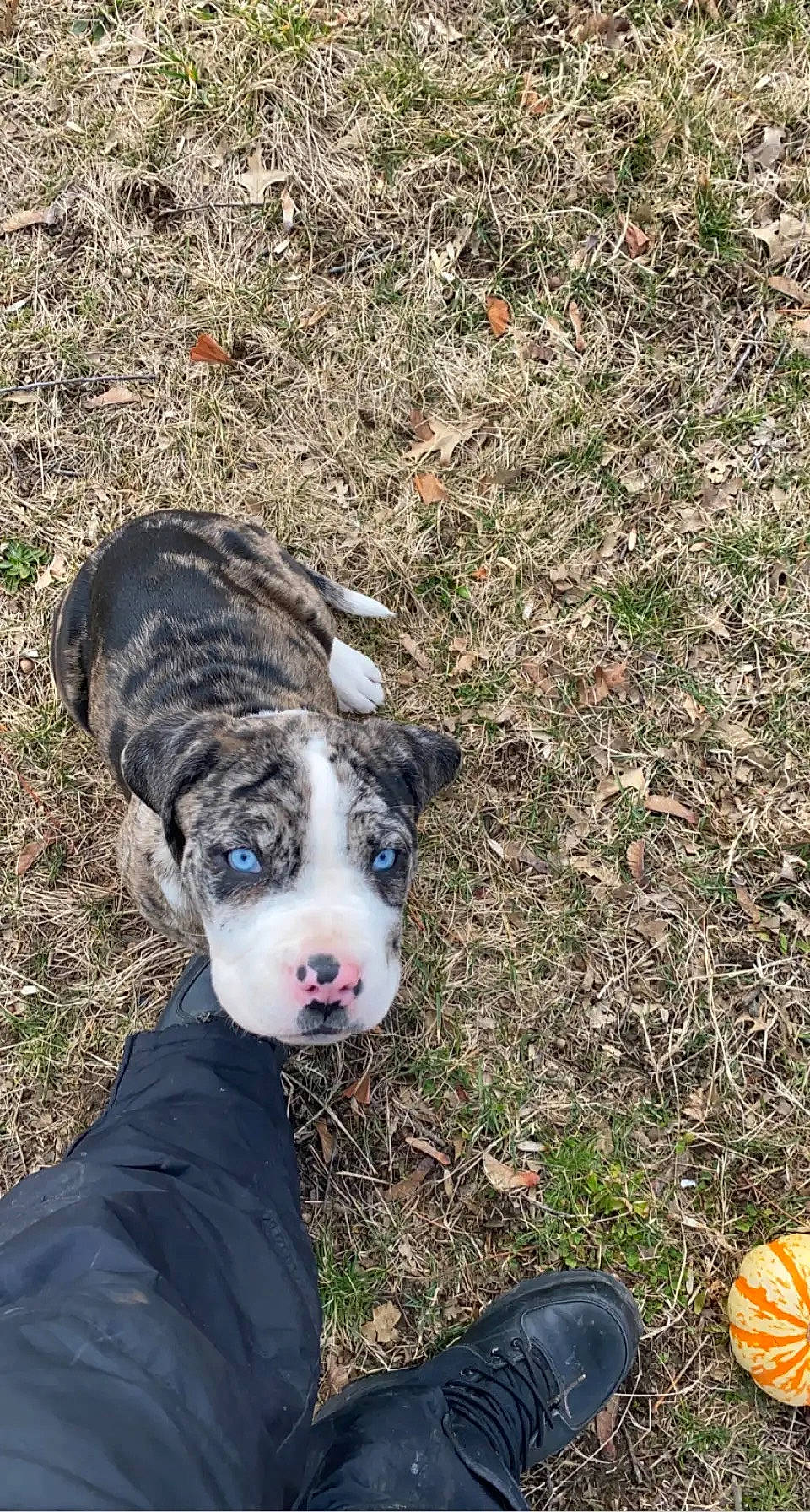 Tallulah Waterfall joined the competition — help win amazing prizes! carnivore, collar, companion_dog, dog, dog_breed, dog_collar, fawn, fur, grass, guard_dog, mammal, non_sporting_group, plant, soil, sporting_group, terrestrial_animal, tree, whiskers, working_animal, working_dog