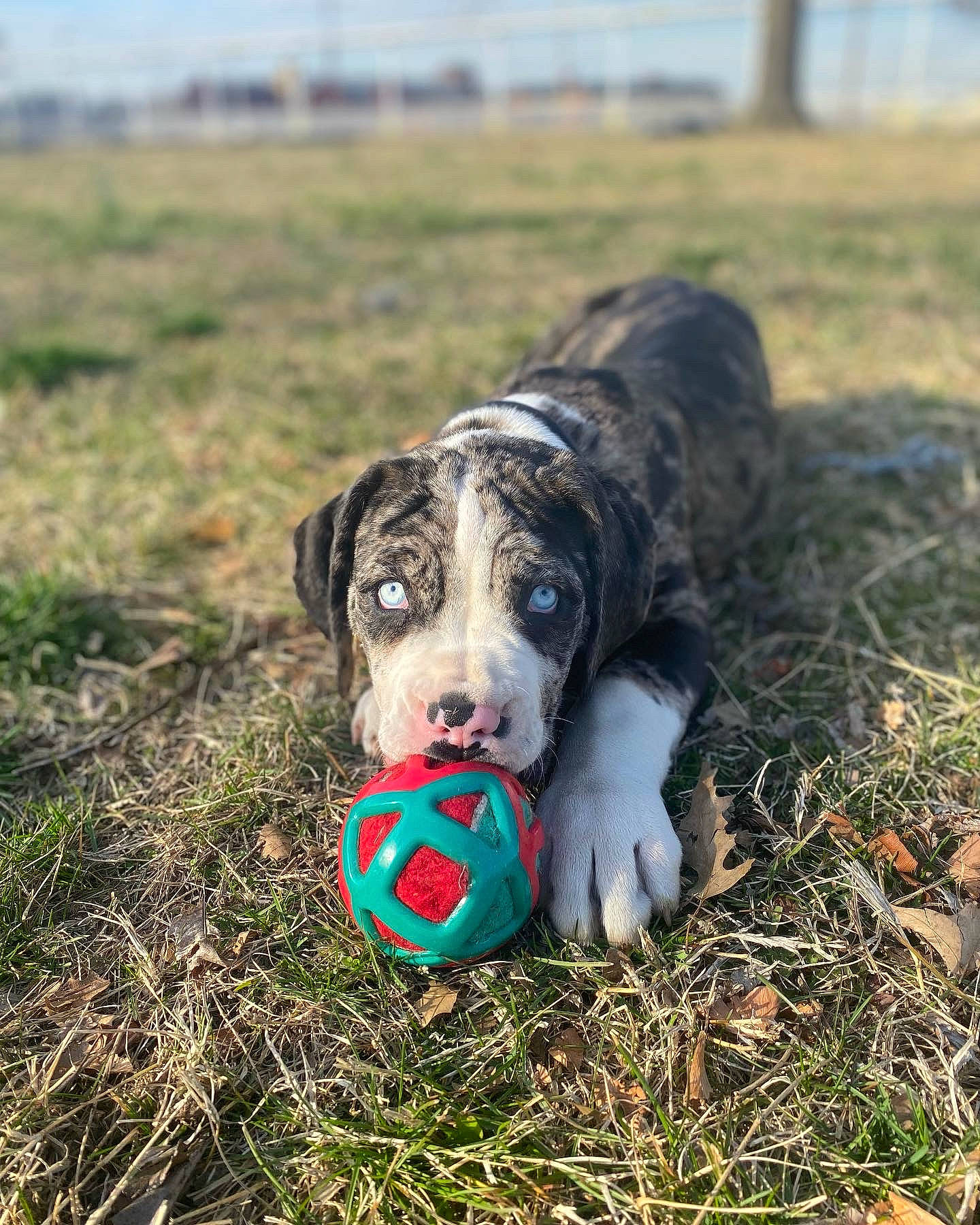 Tallulah Waterfall joined the competition — help win amazing prizes! ball, canidae, carnivore, companion_dog, dog, dog_breed, dog_toy, grass, grassland, happy, leisure, plant, recreation, snout, soccer_ball, soil, sporting_group, sports_equipment, toy, working_animal