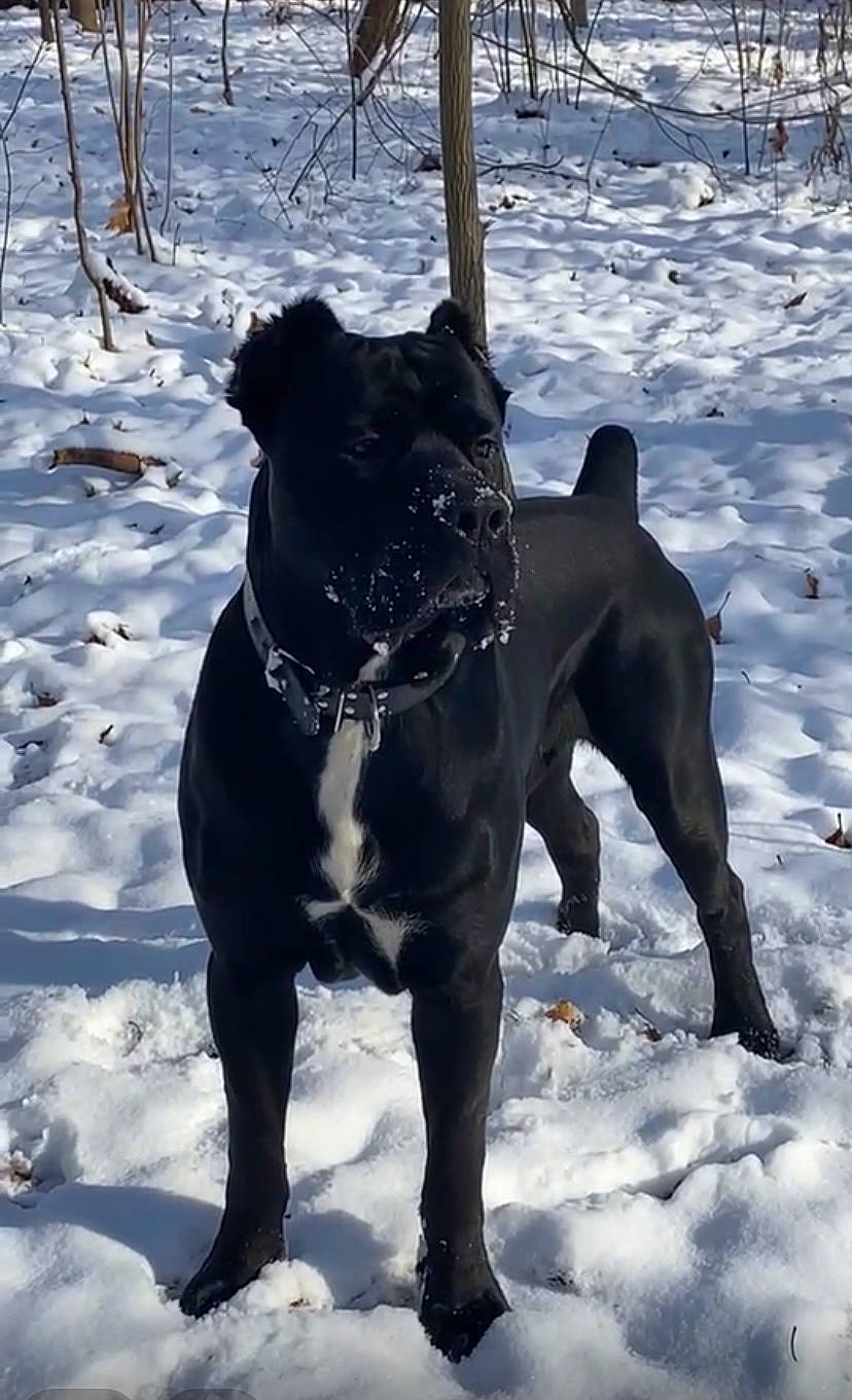 Tartufo is registered to the contest to win money with this photo: carnivore, collar, companion_dog, dog, dog_breed, dog_collar, fawn, freezing, leash, mammal, pet_supply, recreation, snout, snow, sporting_group, tail, vertebrate, whiskers, winter, working_animal