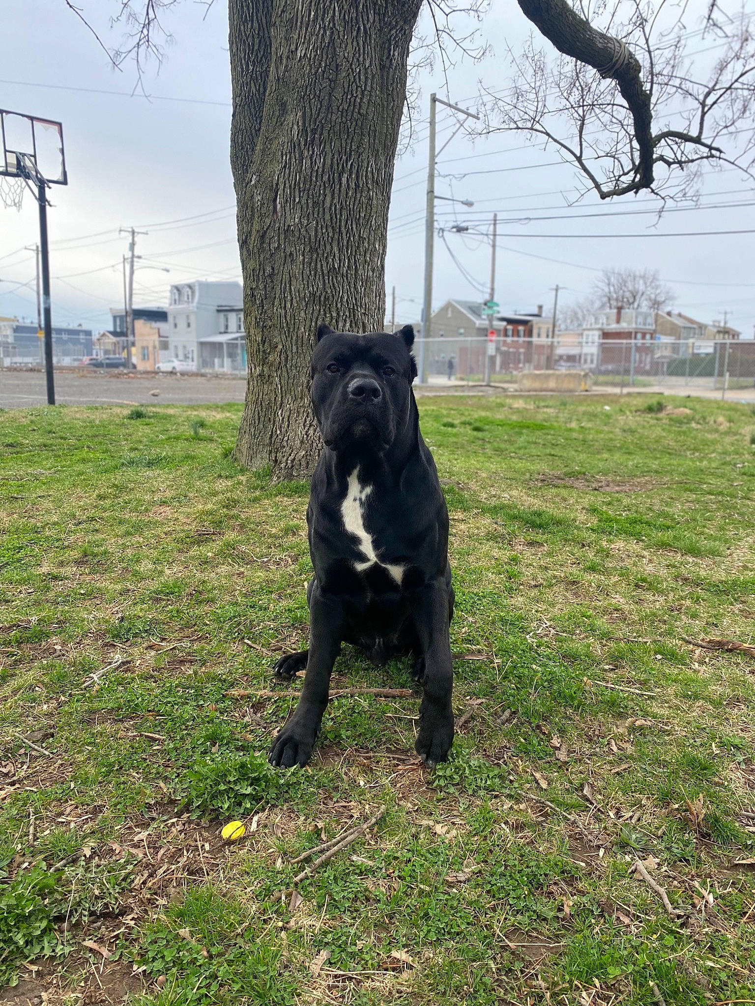 Tartufo is registered to the contest to win money with this photo: canidae, carnivore, companion_dog, dog, dog_breed, grass, grassland, pasture, plant, sky, snout, soil, sporting_group, street_light, tail, terrestrial_animal, tree, trunk, woody_plant, working_animal