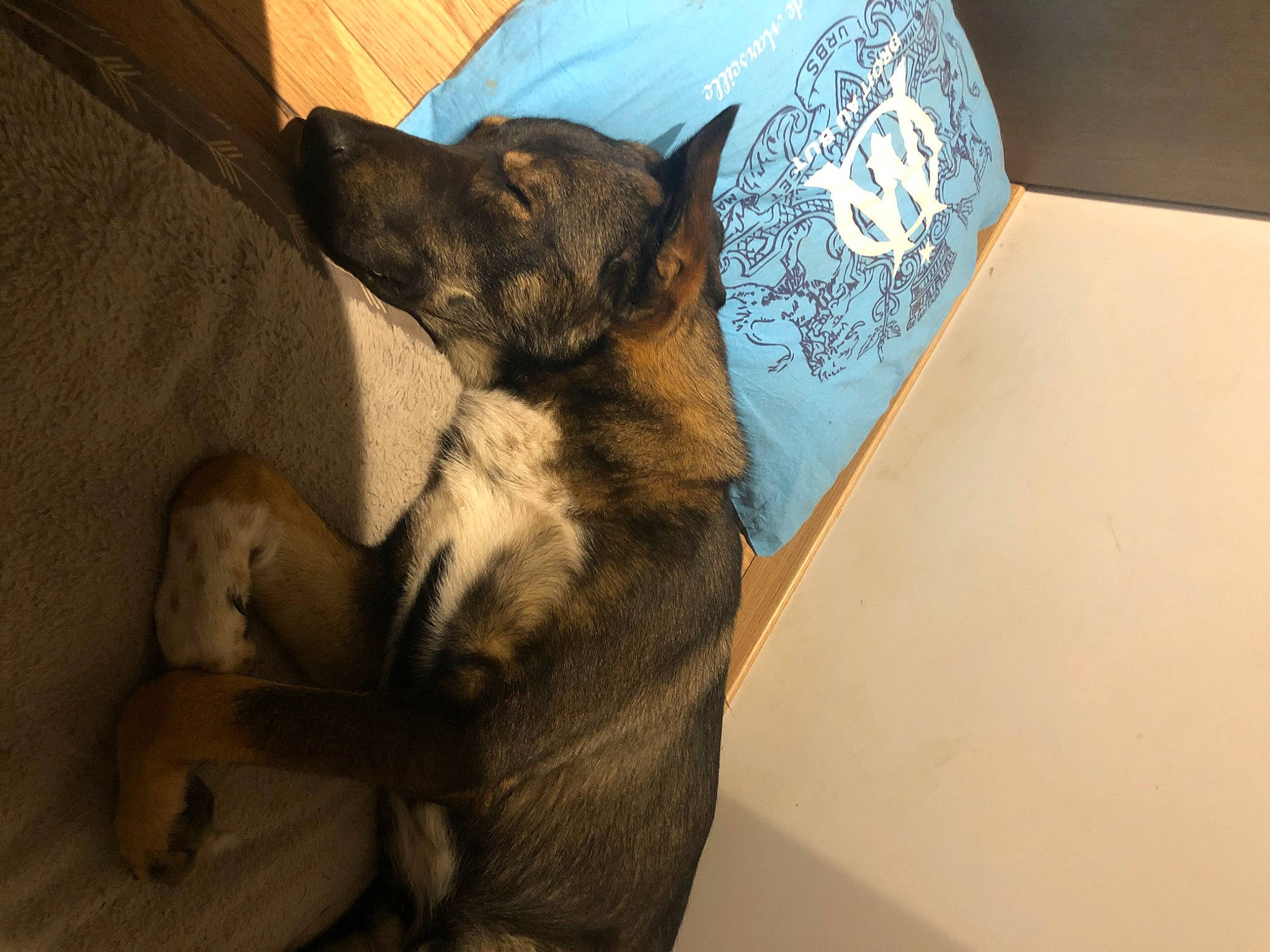 Rasta participe au concours pour gagner de l'argent avec cette photo : carnivore, comfort, companion_dog, couch, dog, dog_breed, domestic_short_haired_cat, elbow, felidae, fur, guard_dog, human_leg, linens, nap, paw, sleeve, small_to_medium_sized_cats, tail, toy_dog, whiskers