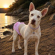 Nova is registered to the contest to win money with this photo: dog, white_dog, standing, head_tilt, pink_outfit, ruffles, collar, heart_pendant, pet, animal, lakeshore, lake, sunset, golden_hour, water, rocks, pebbles, trees, outdoors, portrait