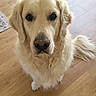 dog, golden_retriever, pet, indoor, wooden_floor, animal, canine, fur, cute, looking_at_camera, sitting, companion, friendly, mammal, domestic_animal, portrait, household, furry, adorable, calm