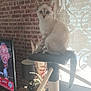 kitten, cat_tree, indoor, brick_wall, curtains, television, lamp, candle, plant, wooden_cabinet, furniture, light, blue_eyes, pet, animal, sitting, curious, domestic_cat, window, sunlight