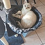 Luky a rejoint le concours — aidez-le/la à gagner de superbes lots ! cat, cat_bed, scratching_post, indoor, tiled_floor, furniture, chair, table, pet, animal, fur, blue_eyes, relaxed, cozy, resting, light, shadow, curious, whiskers, paw