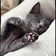 Ohana a rejoint le concours — aidez-le/la à gagner de superbes lots ! kitten, cat, sleeping, paw, pink_paw_pads, gray_fur, cozy, blanket, soft_texture, cute, pet, animal, relaxing, close_up, feline, adorable, resting, indoor, small_paws, peaceful