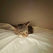 Cody joined the competition — help win amazing prizes! cat, tabby, sleeping, bed, white_bedspread, indoor, resting, cozy, fur, pet, animal, quiet, calm, peaceful, closeup, domestic_cat, whiskers, ears, relaxation, soft