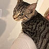 cat, tabby, pet, animal, feline, fur, whiskers, ears, shoulder, person, blonde_hair, sweater, indoor, closeup, curious, striped, domestic_cat, face_profile, looking_away, shadow
