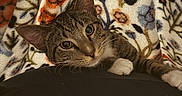 Cody is registered to the contest to win money with this photo: animal, blanket, cat, closeup, comfort, cozy, curious, cute, floral_pattern, fur, indoor, paw, pet, relaxed, resting, snug, soft_texture, tabby, warm, whiskers