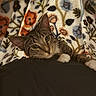 Cody is registered to the contest to win money with this photo: cat, tabby, blanket, floral_pattern, paw, resting, cozy, cute, curious, indoor, soft_texture, animal, pet, fur, whiskers, closeup, relaxed, comfort, warm, snug