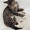 Cody joined the competition — help win amazing prizes! cat, tabby, sleeping, white_paws, striped_fur, pet, animal, domestic_cat, close_up, resting, cute, feline, paw_pads, fur_texture, indoor, cozy, relaxed, sleep, whiskers, bed