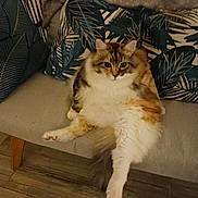 Savannah participe au concours pour gagner de l'argent avec cette photo : animal, beige, cat, couch, cozy, curious, cute, domestic, feline, fluffy, furniture, indoor, leaf_pattern, living_room, multi-colored, pet, pillow, relaxed, sitting, wood_floor