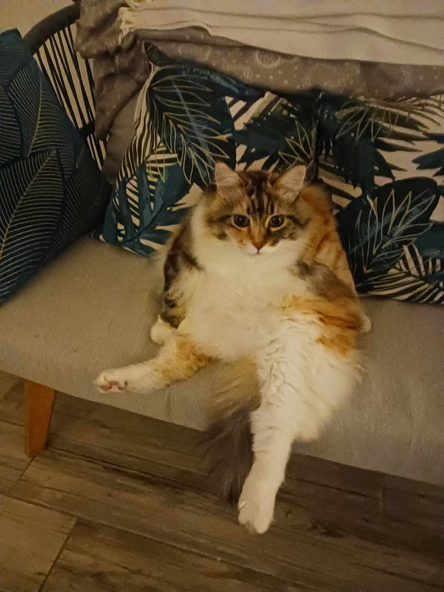 Savannah