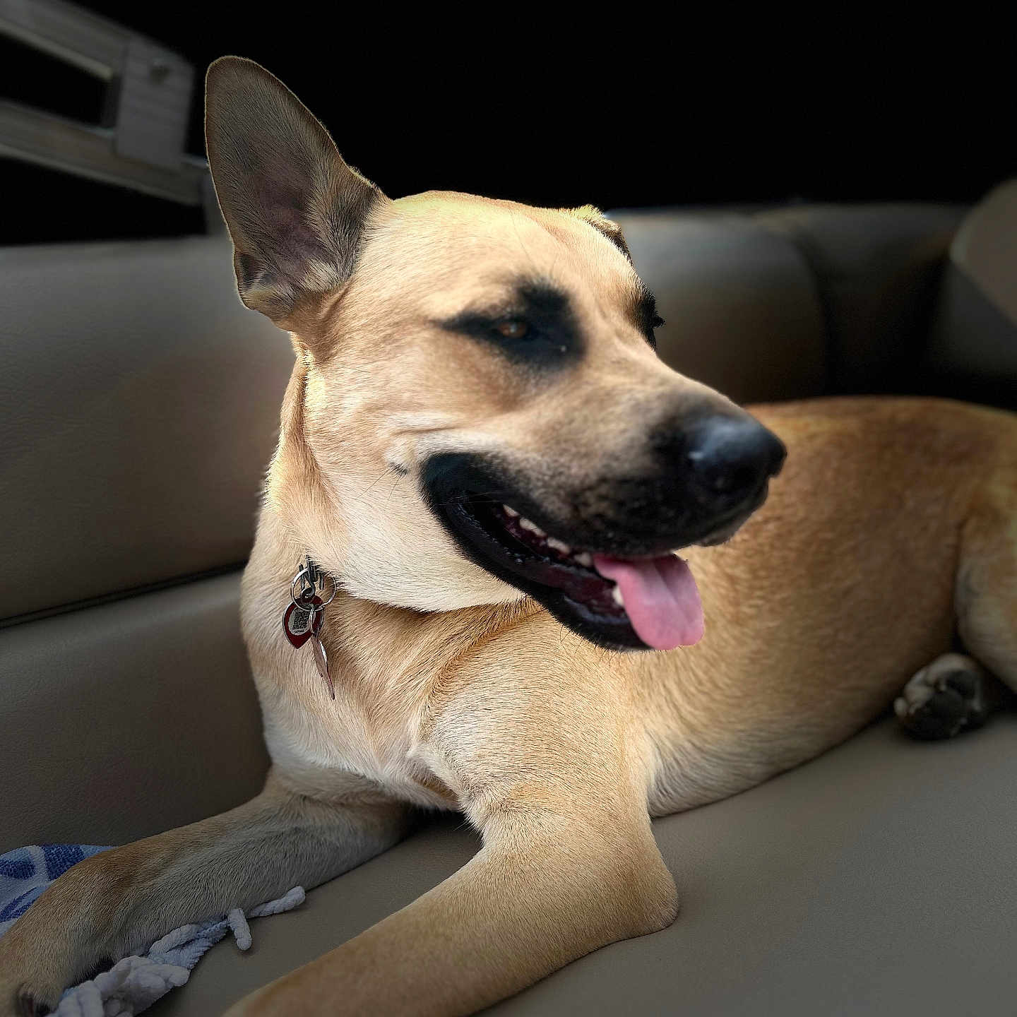 Duke is registered to the contest to win money with this photo: accessories, animal, bodypart, canine, couch, cushion, dog, furniture, germanshepherd, greatdane, homedecor, hound, husky, labradorretriever, leash, pet, policedog, puppy, snout, strap