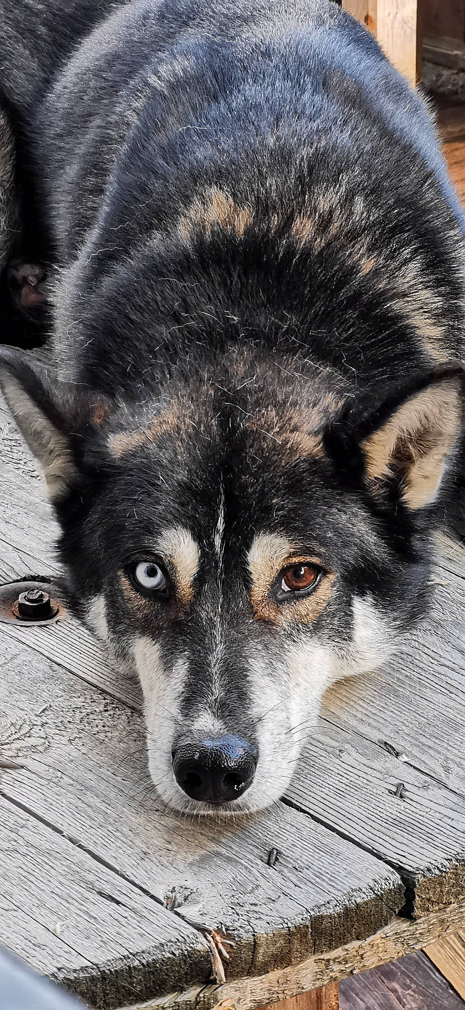 Nike a rejoint le concours — aidez-le/la à gagner de superbes lots ! art, canidae, canis, carnivore, companion_dog, dog, dog_breed, eye, fur, head, iris, jaw, puppy, sled_dog, snout, sporting_group, terrestrial_animal, whiskers, wolf, working_dog