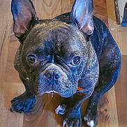 Kong joined the competition — help win amazing prizes! animal, brindle, brown, canine, close_up, companion, cute, dog, domestic_animal, drool, ears_up, french_bulldog, fur, indoor, looking_up, paw, pet, sitting, snout, wooden_floor