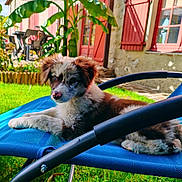 Abi participe au concours pour gagner de l'argent avec cette photo : puppy, dog, outdoor, lawn_chair, grass, banana_plant, red_shutters, house, sunlight, relaxed, pet, animal, garden, summer, furry, cute, resting, nature, daytime, backyard