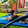 puppy, dog, outdoor, lawn_chair, grass, banana_plant, red_shutters, house, sunlight, relaxed, pet, animal, garden, summer, furry, cute, resting, nature, daytime, backyard