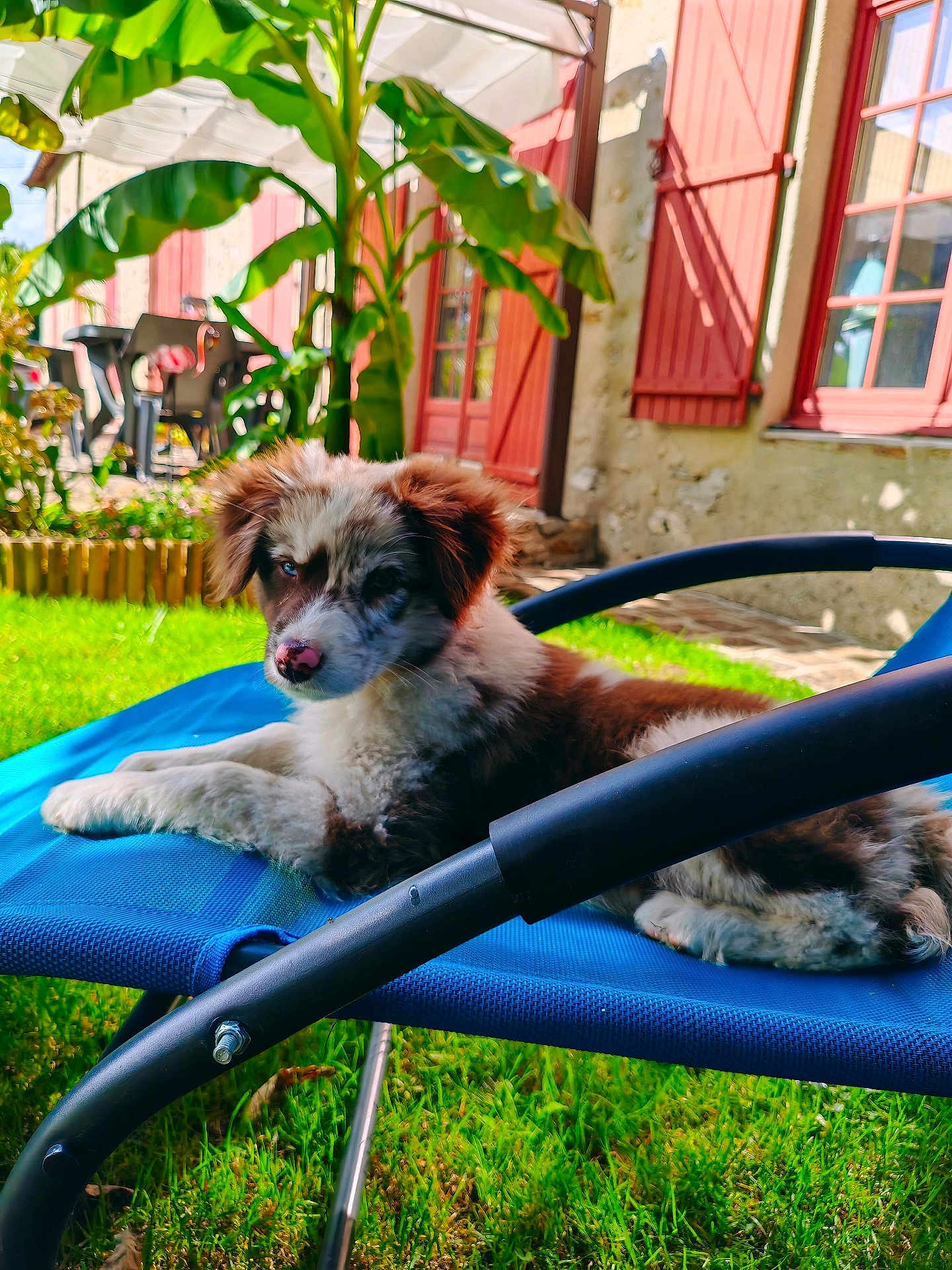 Abi participe au concours pour gagner de l'argent avec cette photo : puppy, dog, outdoor, lawn_chair, grass, banana_plant, red_shutters, house, sunlight, relaxed, pet, animal, garden, summer, furry, cute, resting, nature, daytime, backyard
