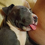 Blue Boy is registered to the contest to win money with this photo: puppy, dog, sleeping, tongue_out, close_up, couch, beige, resting, pet, cozy, fur, snout, whiskers, ear, domestic_animal, animal, cute, relaxation, indoor, human_arm