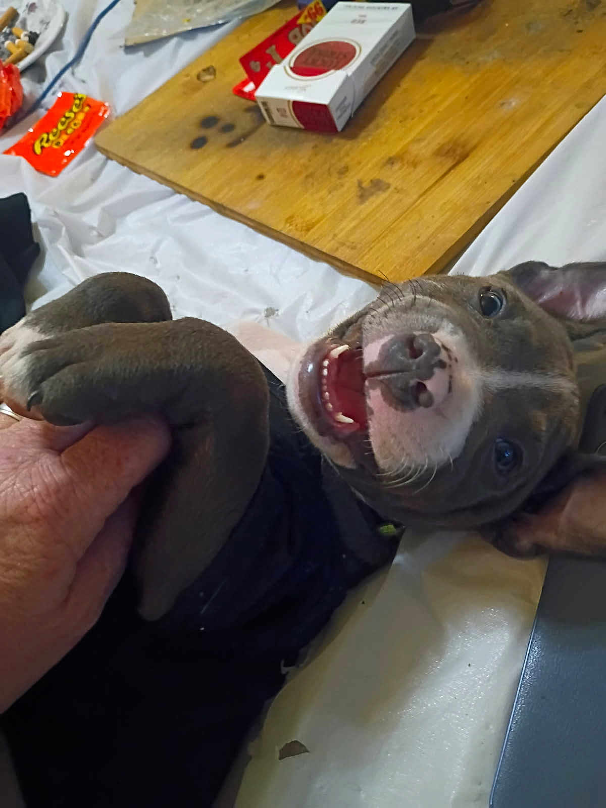 Blue Boy joined the competition — help win amazing prizes! puppy, dog, smiling, playful, hand, paw, wooden_board, packaging, snacks, cigarettes, table, indoor, closeup, pet, happy, animal, canine, tongue, fur, laying