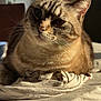 Belle a rejoint le concours — aidez-le/la à gagner de superbes lots ! cat, tabby, feline, pet, indoor, sunlight, window, plant, table, cloth, resting, closeup, whiskers, ears, fur, domestic_animal, animal, mammal, relaxing, home