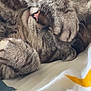 Belle a rejoint le concours — aidez-le/la à gagner de superbes lots ! cat, tabby, paw, sleeping, cozy, cute, pet, fur, whiskers, nose, bed, blanket, striped, closeup, relaxing, animal, indoor, soft, resting, cute_pet