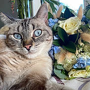 Belle a rejoint le concours — aidez-le/la à gagner de superbes lots ! cat, blue_eyes, close_up, flowers, bouquet, white_roses, green_leaves, fluffy, fur, pet, indoor, natural_light, relaxing, cozy, plant, tablecloth, pink_nose, whiskers, flora, soft