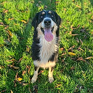 Harka a rejoint le concours — aidez-le/la à gagner de superbes lots ! animal, autumn, black_and_white, canine, daylight, dog, friendly, fur, grass, happy, leaves, mammal, nature, outdoor, pet, playful, portrait, standing, sunlight, tongue_out